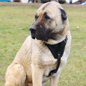 Черная кожаная шлейка для кангала «Working Dog»